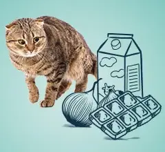 Czy koty mogą jeść chipsy? Toksyczny skład i co robić, gdy zje