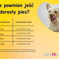 4-miesięczny szczeniak: Ile karmy, by rósł zdrowo? Uniknij błędów!
