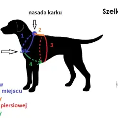 Jak zmierzyć szelki dla psa? Poradnik idealnego dopasowania