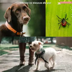 Obroża przeciwpchelna dla szczeniaka: Od 7. tygodnia bezpiecznie!