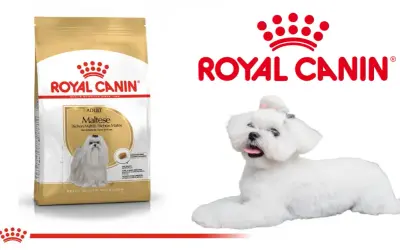 Royal Canin: Czy warto? Obiektywna analiza składu i alternatyw