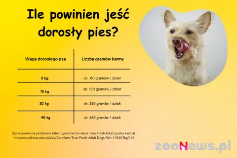 4-miesięczny szczeniak: Ile karmy, by rósł zdrowo? Uniknij błędów!