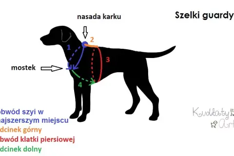 Jak zmierzyć szelki dla psa? Poradnik idealnego dopasowania