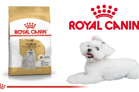 Royal Canin: Czy warto? Obiektywna analiza składu i alternatyw