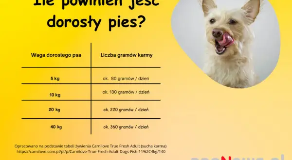 4-miesięczny szczeniak: Ile karmy, by rósł zdrowo? Uniknij błędów!