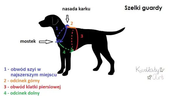 Jak zmierzyć szelki dla psa? Poradnik idealnego dopasowania