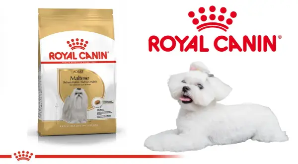 Royal Canin: Czy warto? Obiektywna analiza składu i alternatyw