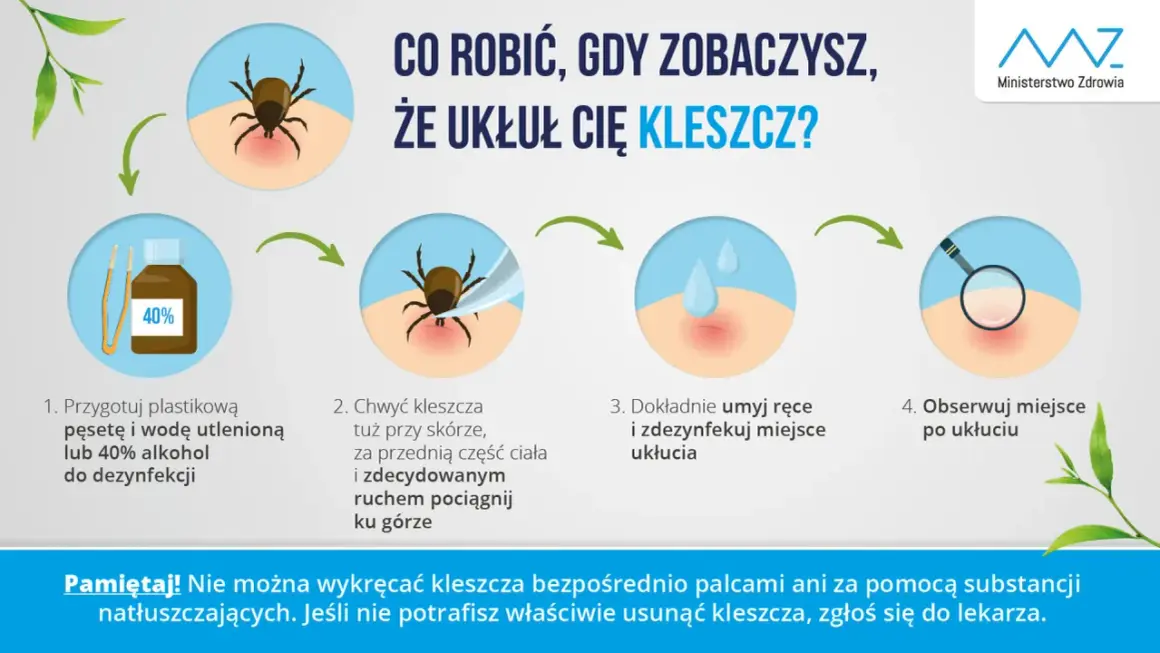 Ilustracja przedstawia cztery etapy usuwania kleszcza: przygotowanie pęsety i alkoholu, chwytanie kleszcza, dezynfekcja miejsca ukłucia i obserwacja.