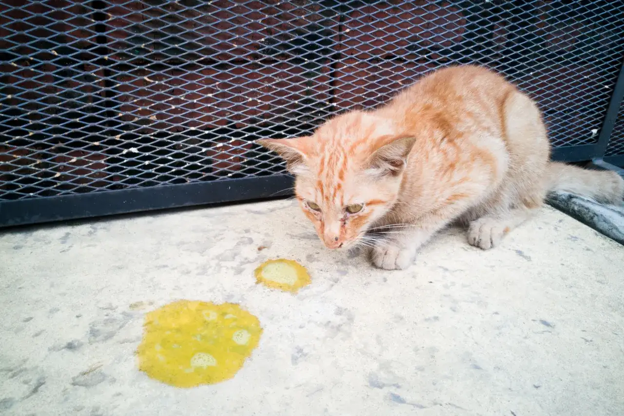 Kot z objawami zatrucia po zjedzeniu chipsów