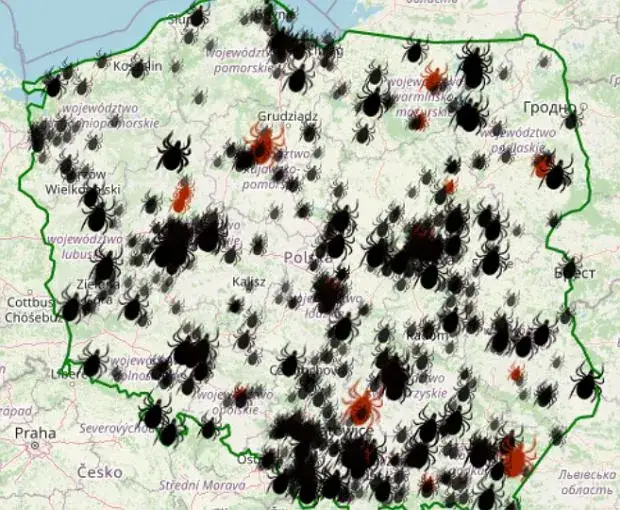 nimfa kleszcza porównanie rozmiarów ziarenko maku