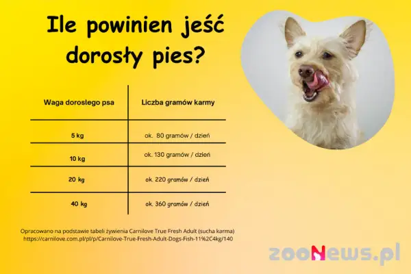 4-miesięczny szczeniak: Ile karmy, by rósł zdrowo? Uniknij błędów!