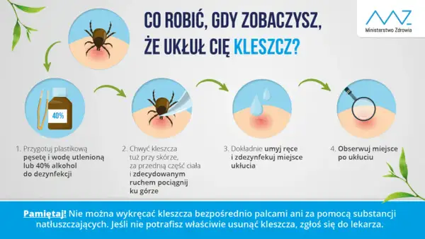 Ilustracja przedstawia cztery etapy usuwania kleszcza: przygotowanie pęsety i alkoholu, chwytanie kleszcza, dezynfekcja miejsca ukłucia i obserwacja.
