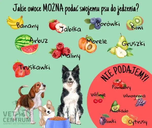 Czy koty mogą jeść sałatę? Tak, ale jak bezpiecznie ją podać?