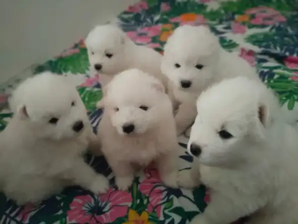 Samoyed: Cena szczeniaka i utrzymanie uniknij ukrytych kosztów!